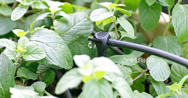 voi-tuoi-asta-drip-pc-4-lit-gio-antelco-dang-tuoi-nho-giot