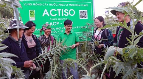 Trồng dược liệu, người Mông cất nhà gỗ tiền tỷ, cho con đi học nước ngoài