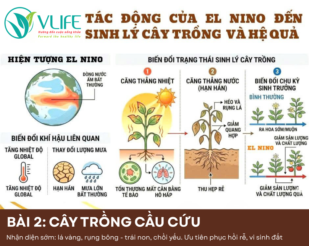 BÀI 2 | EL NINO 2026: CÂY TRỒNG ĐANG 