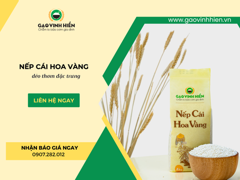 NẾP CÁI HOA VÀNG- DẺO THƠM CHO MÓN NGON TRUYỀN THỐNG