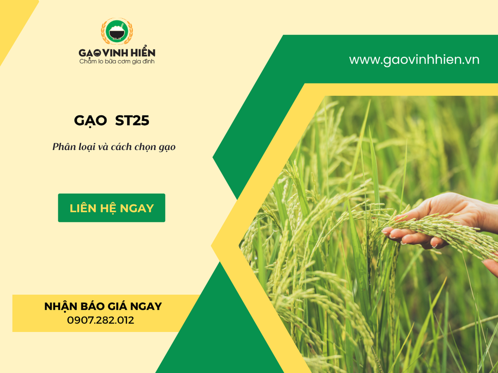 GẠO ST25 CÓ NHỮNG LOẠI NÀO? PHÂN LOẠI VÀ CÁCH CHỌN ĐÚNG