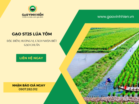 GẠO ST25 LÚA TÔM LÀ GÌ? CÓ NÊN MUA KHÔNG & GIÁ MỚI NHẤT 2026