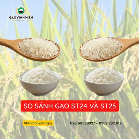 SO SÁNH GẠO ST24 VÀ ST25: ĐÂU MỚI LÀ CỰC PHẨM CHO BỮA CƠM GIA ĐÌNH