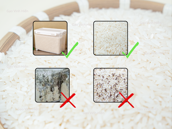 Cách bảo quản gạo ST25