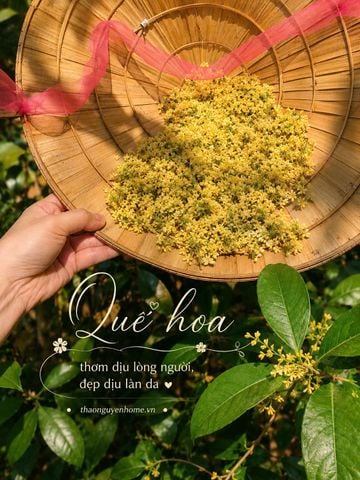 Hoa mộc vườn nhà