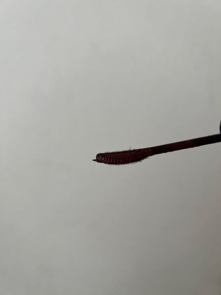 Mascara  Majolica Majorca Lash Expander Long Long Long EX BR606 4909978114909
