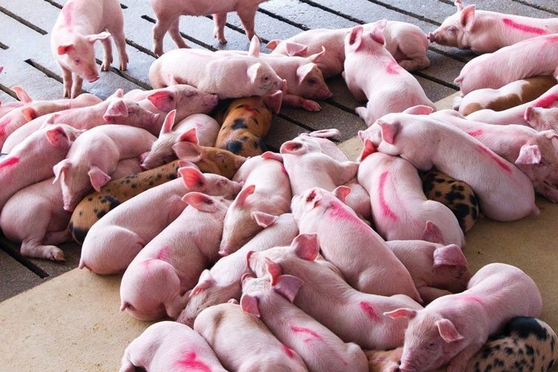 Chiến lược dinh dưỡng để chống còi cọc ở heo con