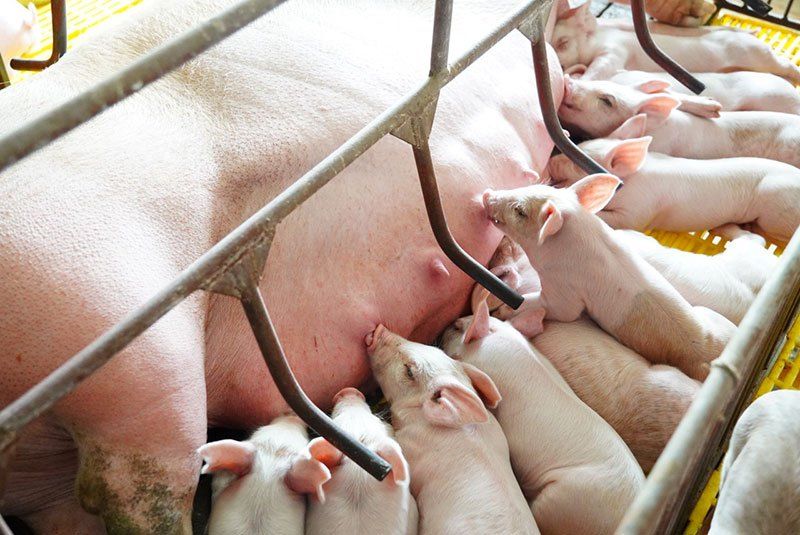 Làm sao để xác định heo nhà bạn có nhiễm Rotavirus hay không?