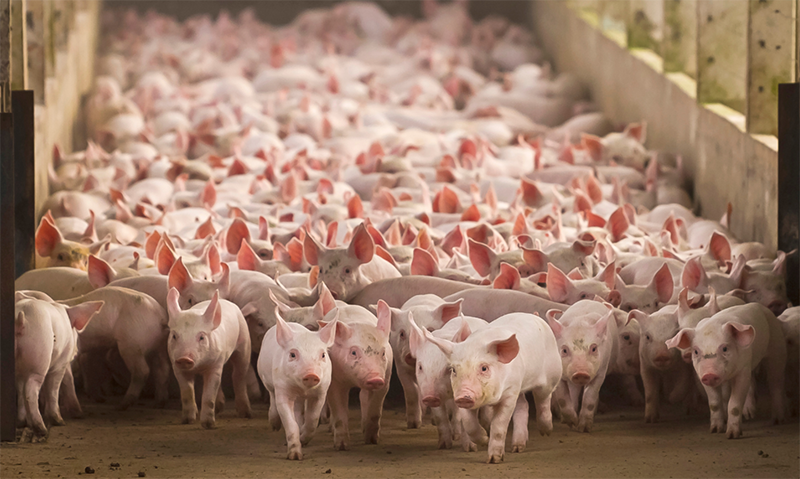 Một số giải pháp phòng tránh stress và sức khỏe đường ruột của heo con