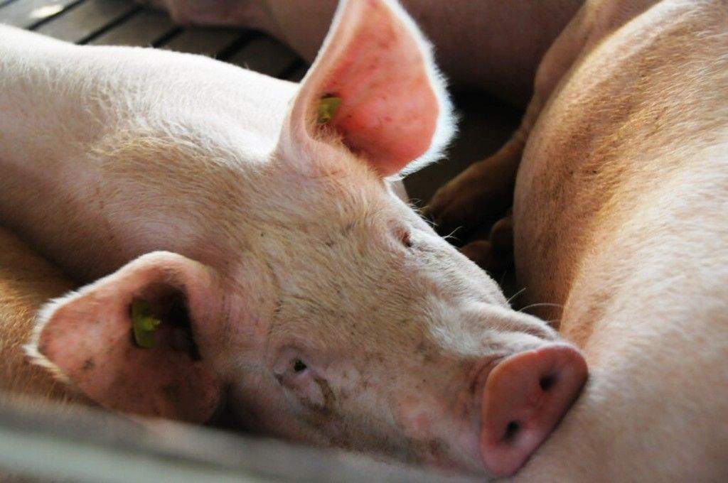 Nghi rò rỉ phòng thí nghiệm gây bùng phát dịch tả lợn ở Tây Ban Nha