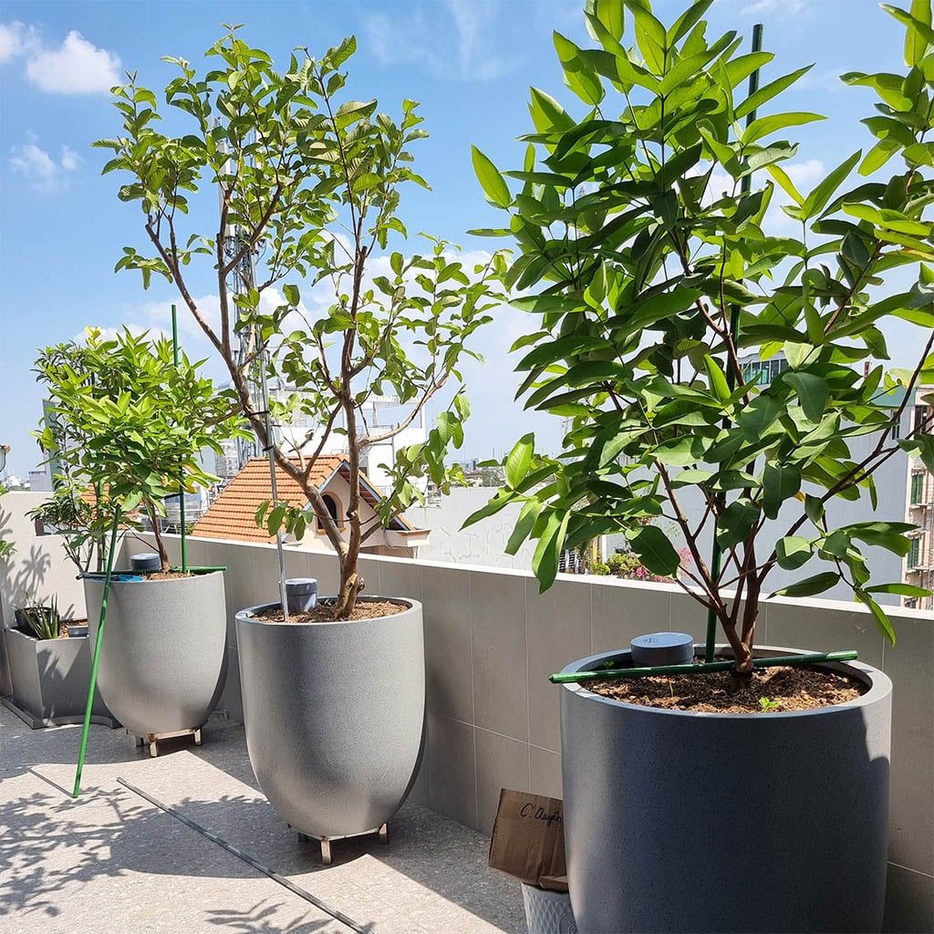 chậu composite trồng cây