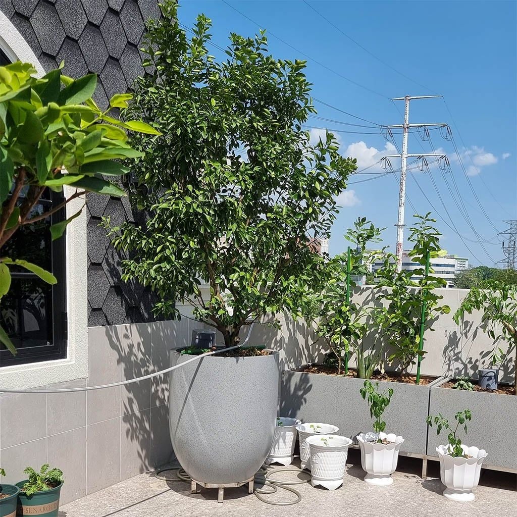 chậu composite trồng cây ăn trái