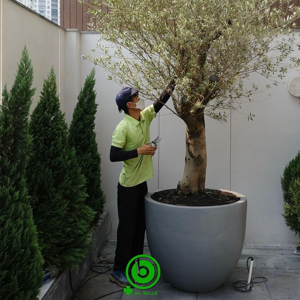 chậu composite miệng rộng