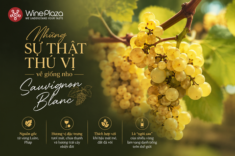 Những sự thật thú vị về giống nho Sauvignon Blanc