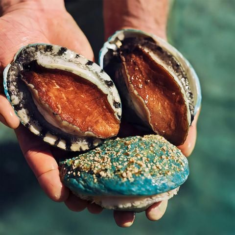 BÀO NGƯ ÚC XANH NGỌC BÍCH TƯƠI SỐNG: ĐẶC ĐIỂM, DINH DƯỠNG & GIÁ