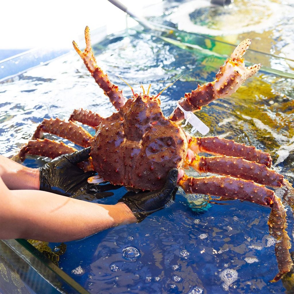 CUA HOÀNG ĐẾ - KING CRAB GIÁ BAO NHIÊU 1KG? BẢNG GIÁ MỚI NHẤT TẠI HẢI SẢN HOÀNG GIA