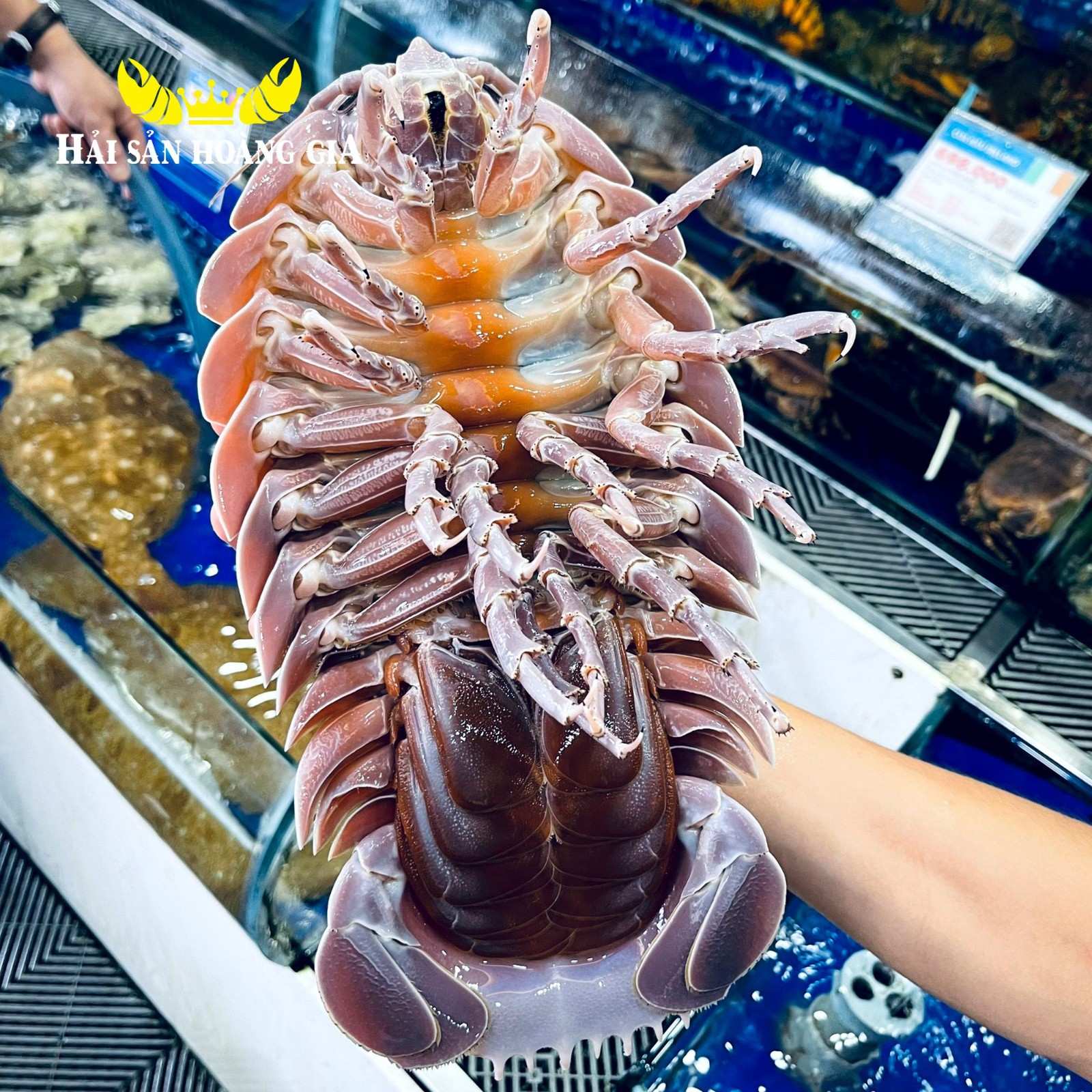 Bọ biển tươi sống