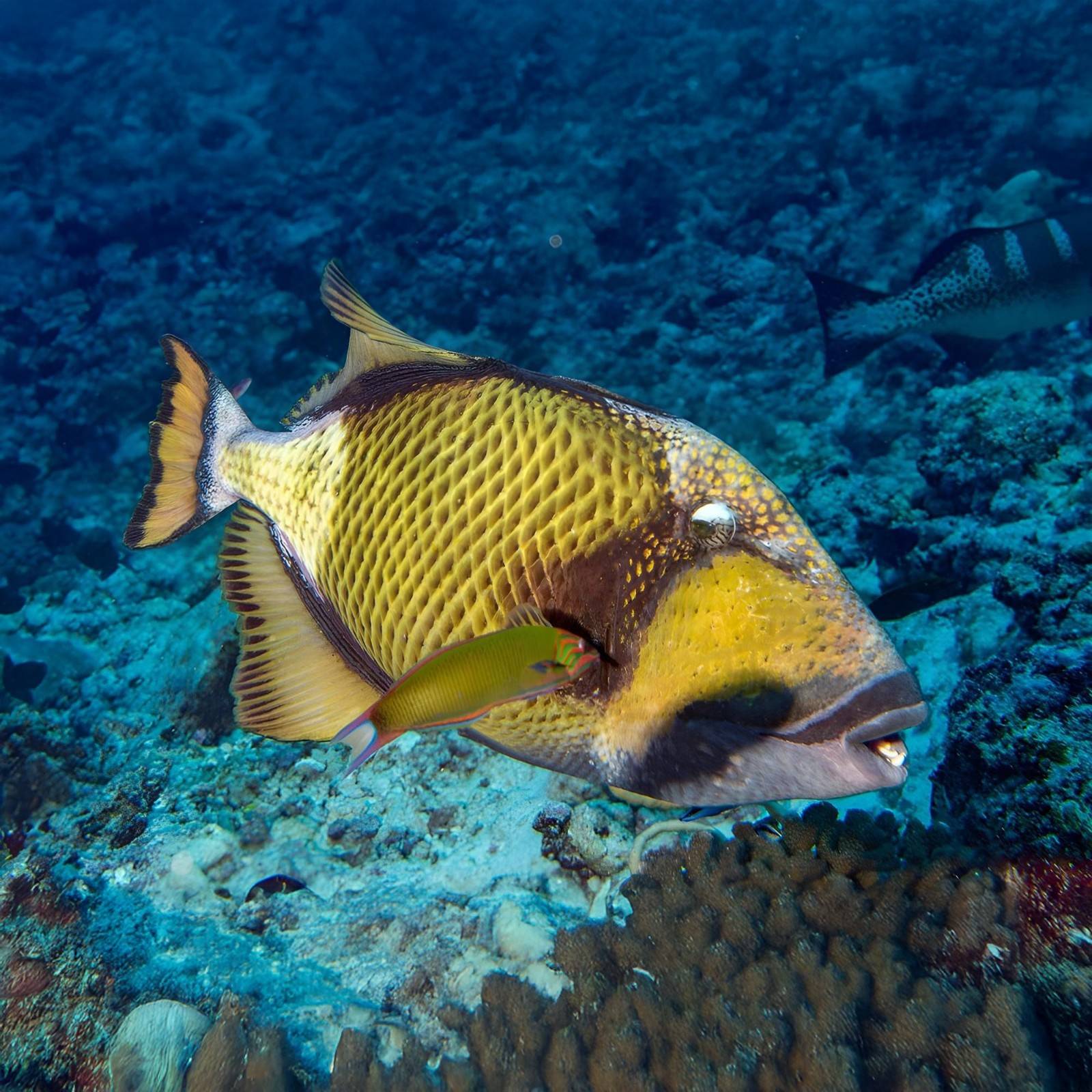 Cá bò giáp tươi sống tại Hải Sản Hoàng Gia