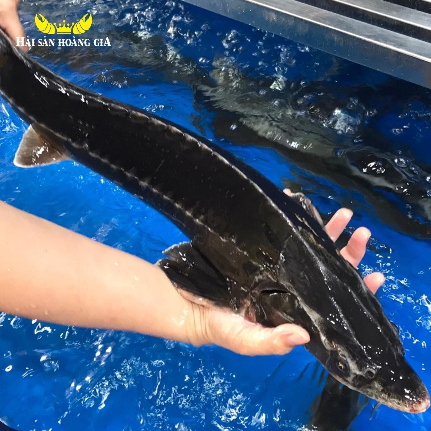 C&aacute; tầm tươi sống