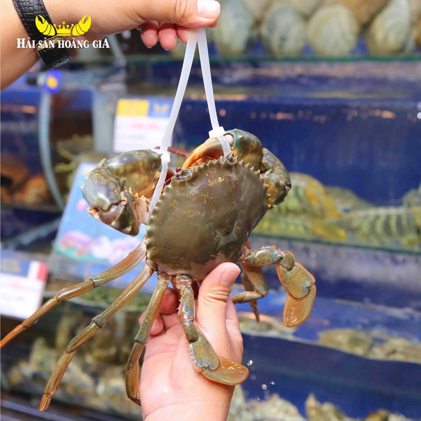 Cua thịt c&agrave; mau kh&ocirc;ng d&acirc;y