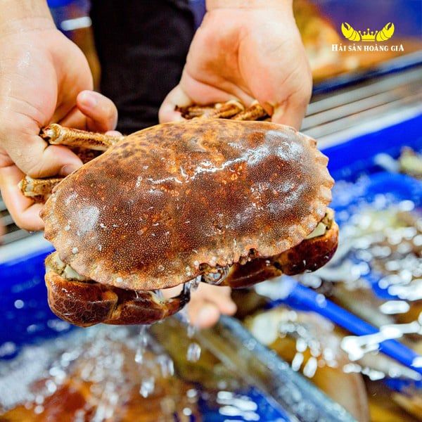 Cua nâu sống ireland