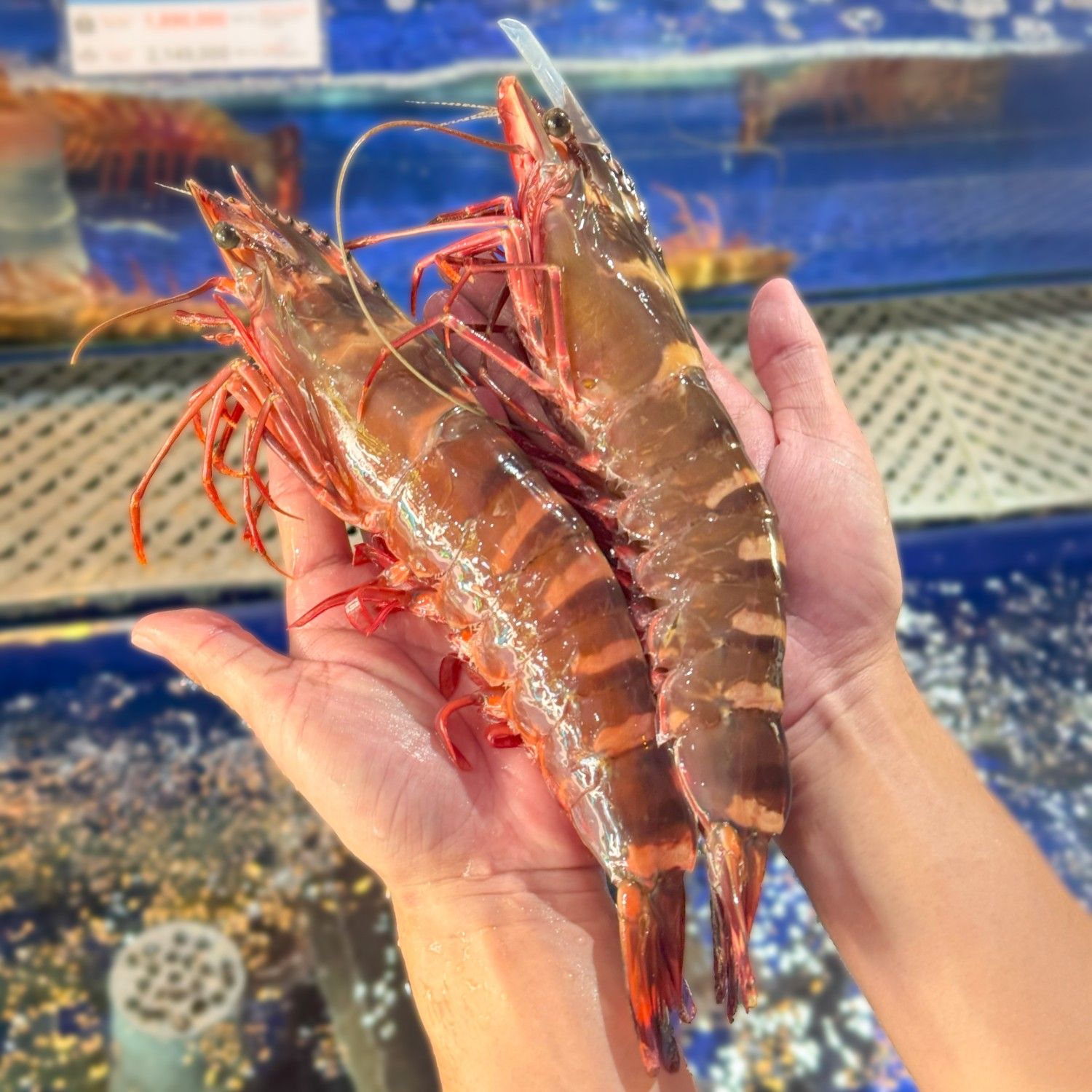 T&ocirc;m s&uacute; biển thi&ecirc;n nhi&ecirc;n tươi sống