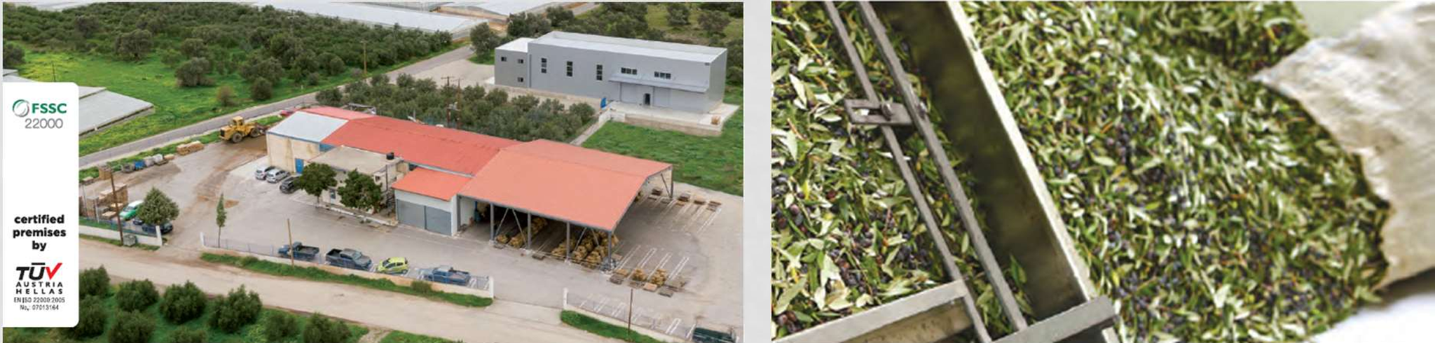 Sản phẩm dầu Oilu&nbsp;Oleum Crete được làm từ những hạt Oliu ngon nhất thế giới