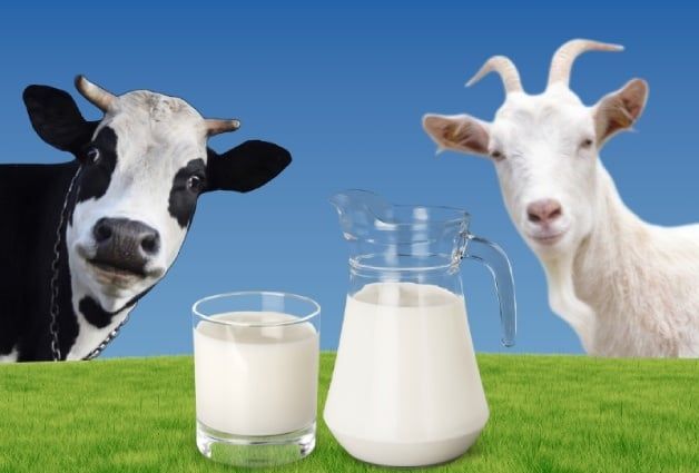Sữa dê hay sữa bò tốt hơn cho bé? So sánh chi tiết 2 loại sữa công thức để mẹ chọn đúng