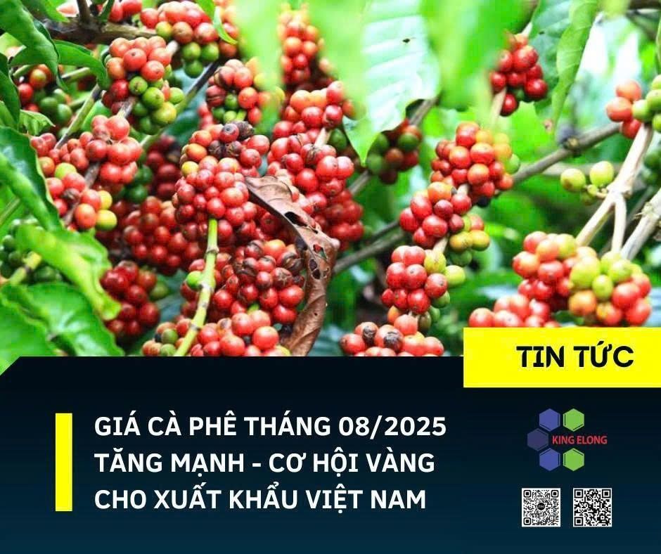 Giá Cà Phê Tháng 8/2025 Tăng Mạnh – Cơ Hội Vàng Cho Xuất Khẩu Việt Nam