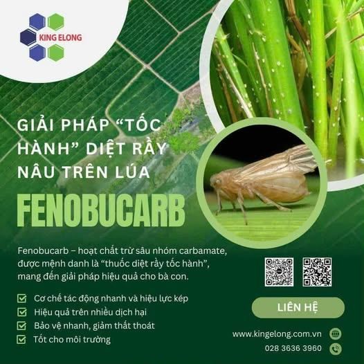 Fenobucarb – Giải Pháp “Tốc Hành” Diệt Rầy Nâu Trên Lúa