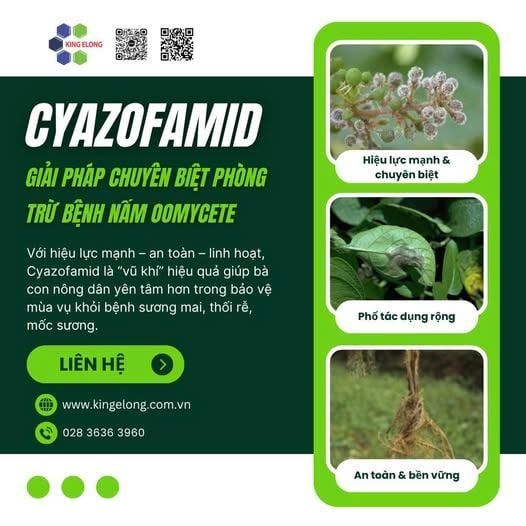 Cyazofamid – Giải Pháp Chuyên Biệt Phòng Trừ Bệnh Nấm Oomycete