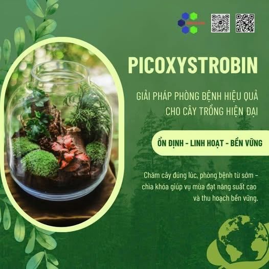 Picoxystrobin – Giải Pháp Phòng Bệnh Hiệu Quả Cho Cây Trồng Hiện Đại