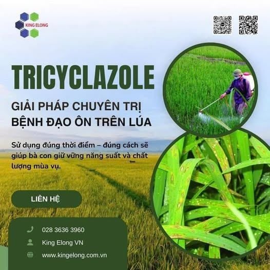 Tricyclazole – Giải Pháp Chuyên Trị Bệnh Đạo Ôn Trên Lúa