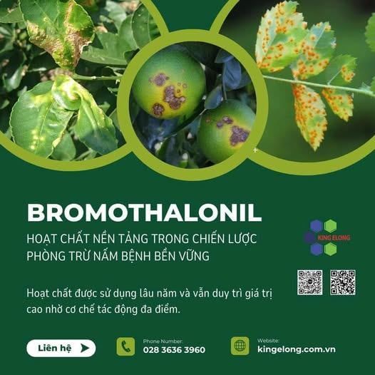 Bromothalonil – Hoạt Chất Nền Tảng Trong Chiến Lược Phòng Trừ Nấm Bệnh Bền Vững