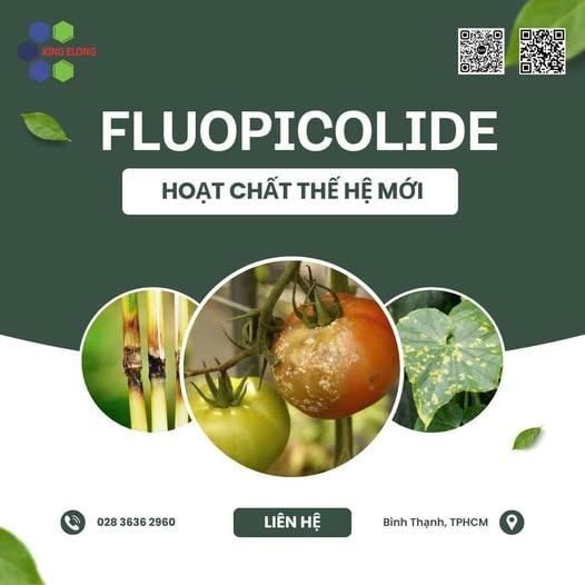 Vì Sao Fluopicolide Được Coi Là Hoạt Chất Thế Hệ Mới?