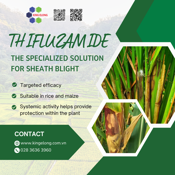 🌾 Thifluzamide – A Specialized Solution For Sheath Blight