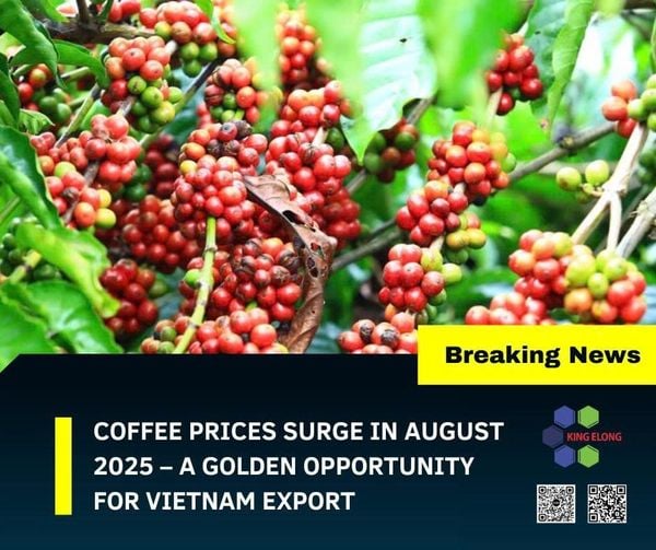Coffee Prices Surge In August 2025 – A Golden Opportunity For Vietnam Export