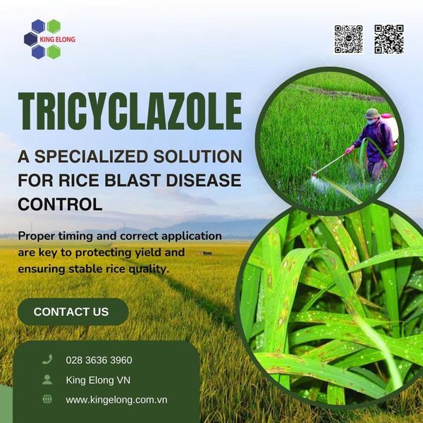 Tricyclazole – A Specialized Solution For Rice Blast Disease Control