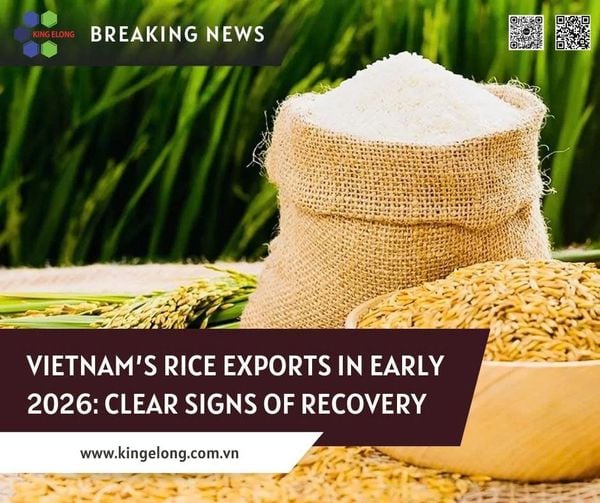 Vietnam’s Rice Exports In Early 2026: Clear Signs Of Recovery
