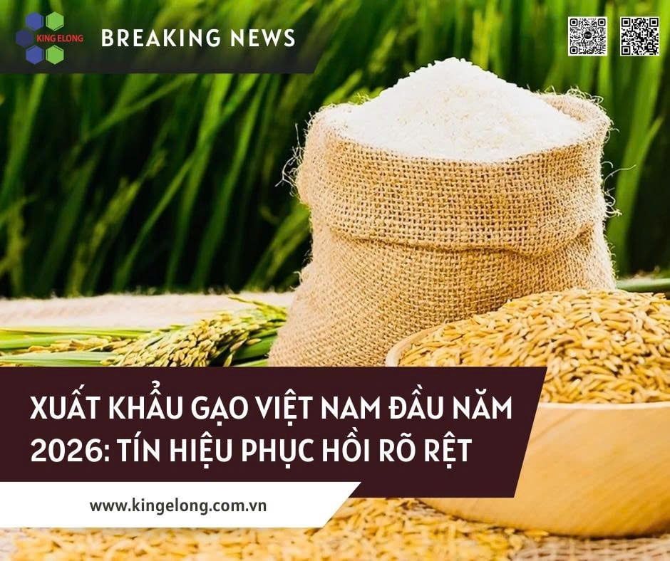 Xuất Khẩu Gạo Việt Nam Đầu Năm 2026: Tín Hiệu Phục Hồi Rõ Rệt