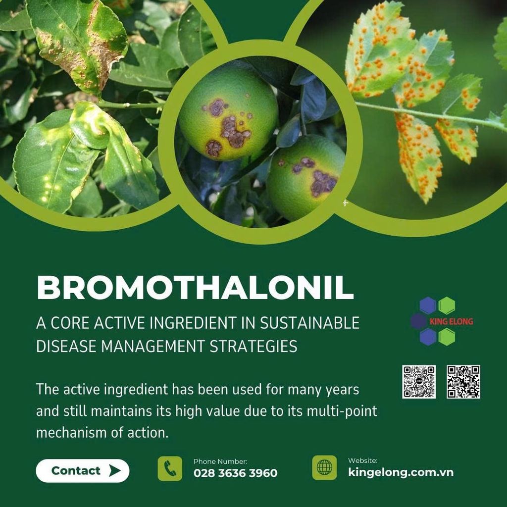 Bromothalonil – A Core Active Ingredient In Sustainable Disease Management Strategies