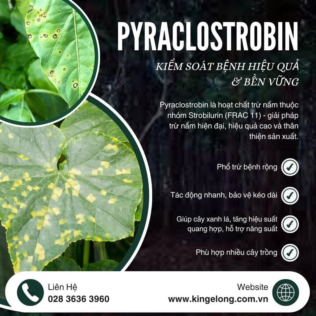 Pyraclostrobin – Hoạt Chất Strobilurin Kiểm Soát Bệnh Hiệu Quả & Bền Vững