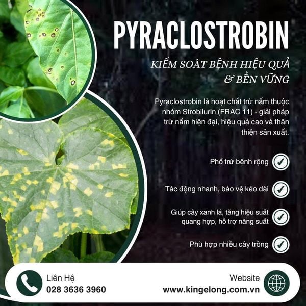 Pyraclostrobin – Hoạt Chất Strobilurin Kiểm Soát Bệnh Hiệu Quả & Bền Vững
