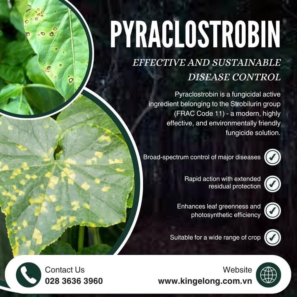 Pyraclostrobin – A Modern Strobilurin Fungicide For Effective And Sustainable Disease Control