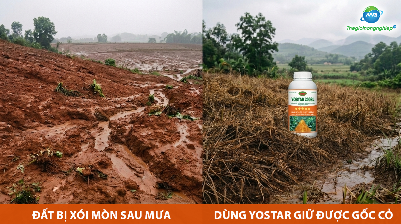 Bí Quyết Quản Lý Cỏ Đầu Mùa Mưa Ở Tây Nguyên: Sạch Cỏ, Khỏe Rễ, Giữ Đất