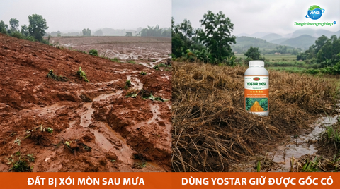 Bí Quyết Quản Lý Cỏ Đầu Mùa Mưa Ở Tây Nguyên: Sạch Cỏ, Khỏe Rễ, Giữ Đất