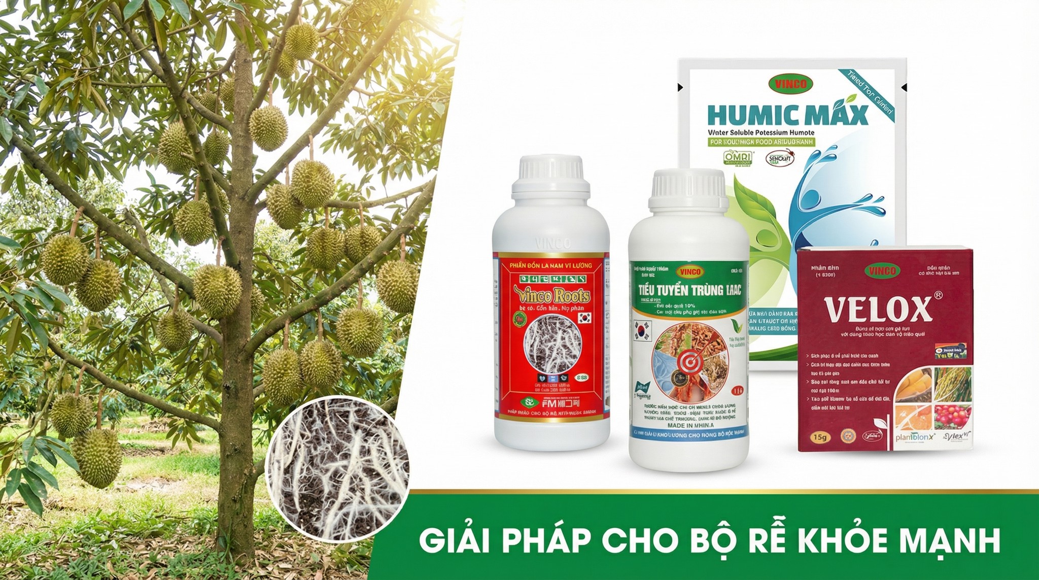 Giải Pháp Bộ Rễ Sầu Riêng Khỏe Mạnh (Vinco Roots + Tiêu Tuyến Trùng 18EC + Humic Max + Velox)