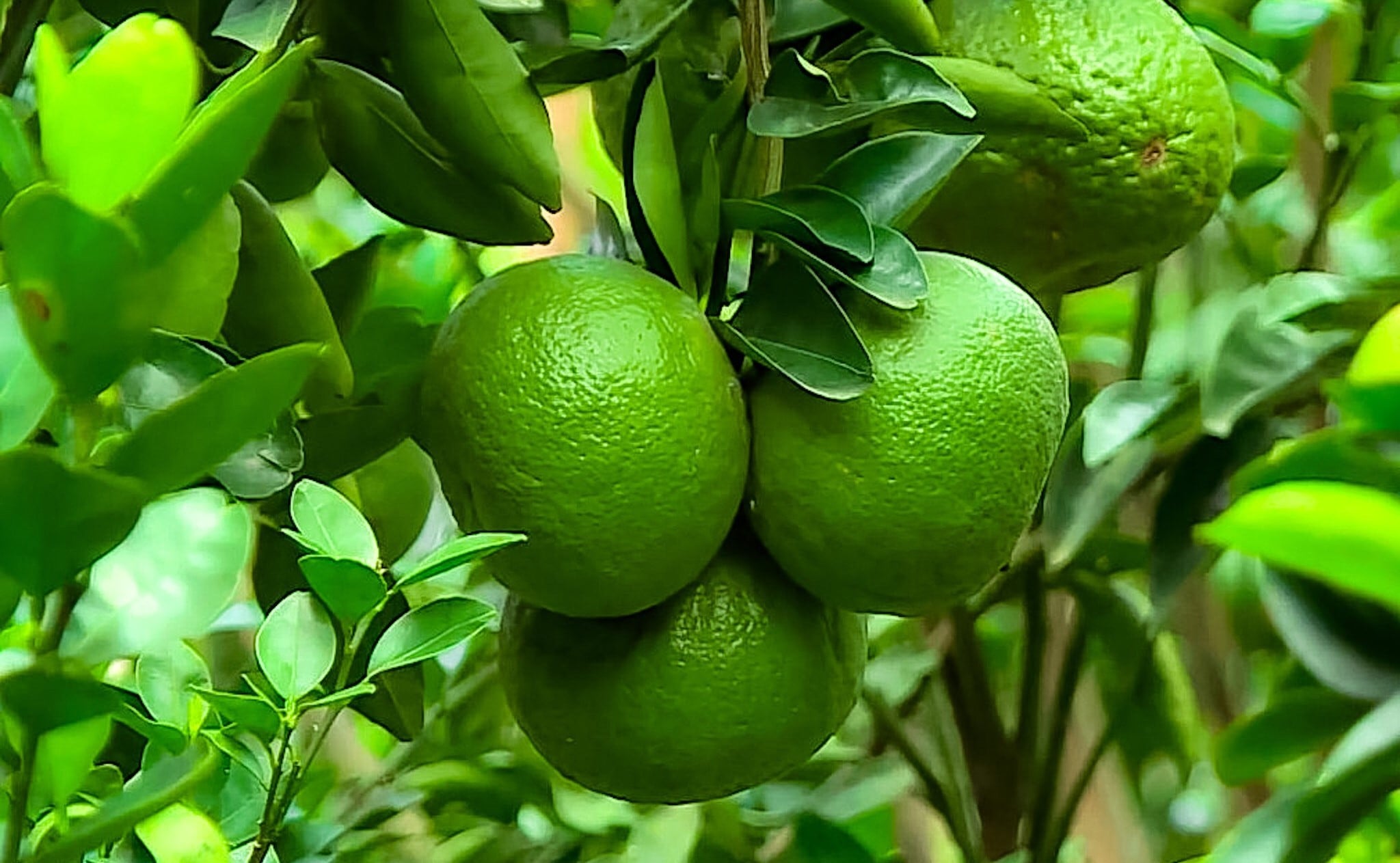 Giải pháp cây có múi