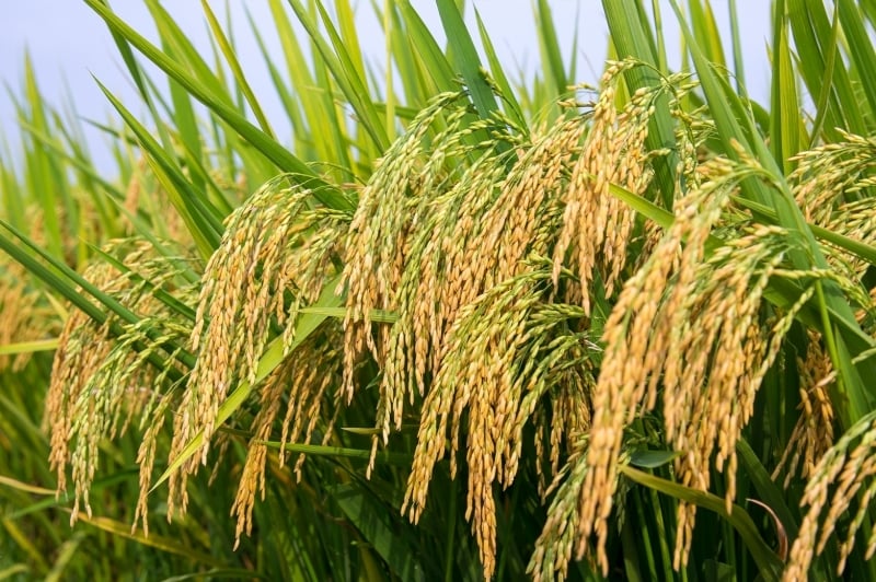 Giải pháp lúa