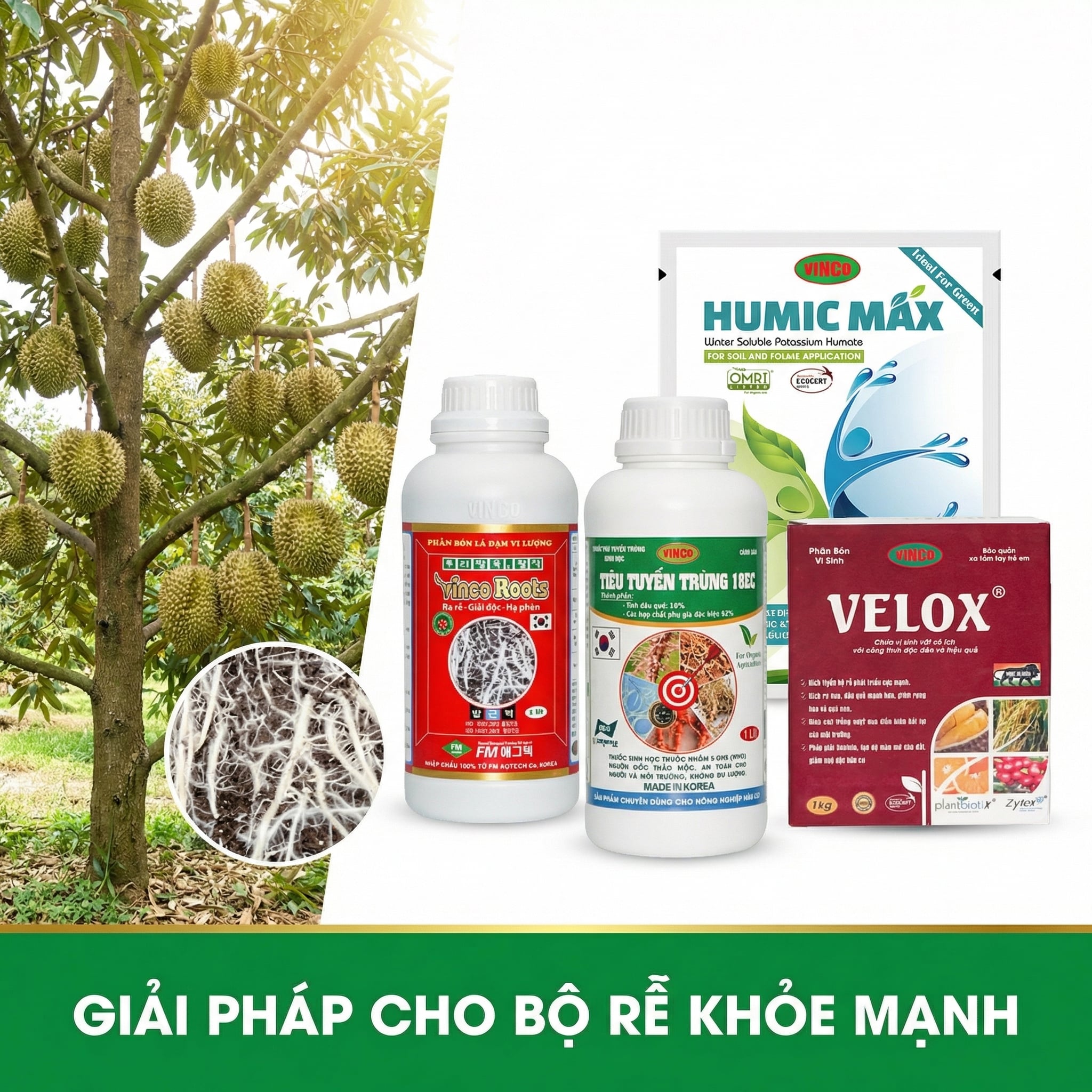 Bộ rễ